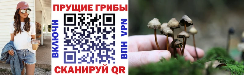 Галлюциногенные грибы Cubensis наркошоп ссылка на мегу вход Курганинск